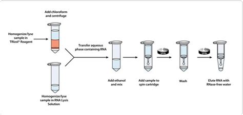 ambion purelink rna mini kit|rna extraction protocol qiagen.